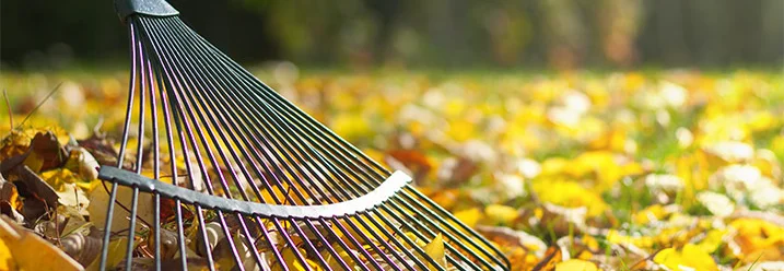 Laubrechen im Herbstlaub